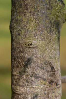 Quercus cerris 'Laciniata' - dub rakouský - kůra